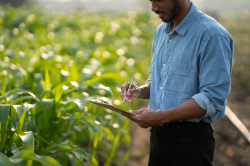 young-male-farmer-stands-in-a-green-wheat-field-wi-2025-01-10-11-11-48-utc